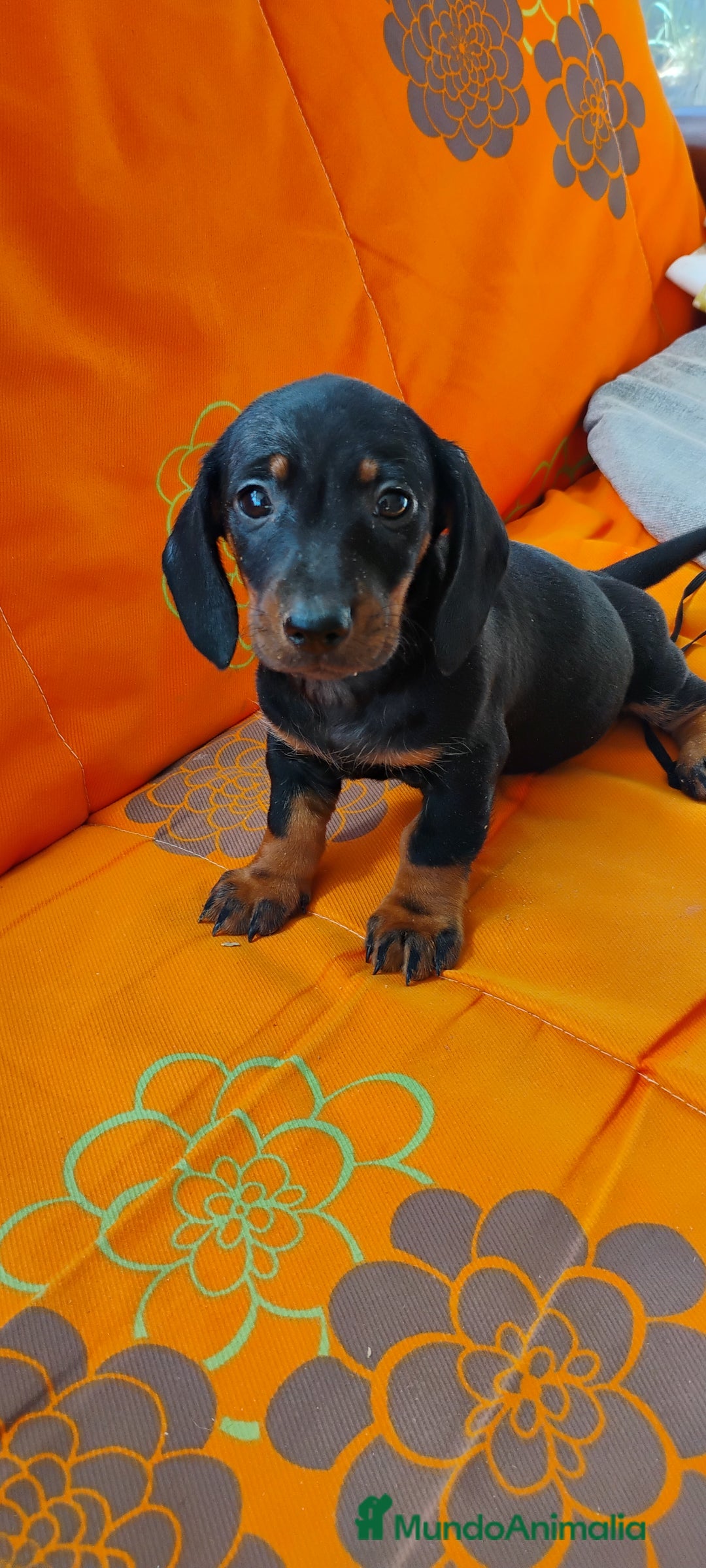 Teckel perros en venta: Cachorros teckel miniatura  - Imagen 3