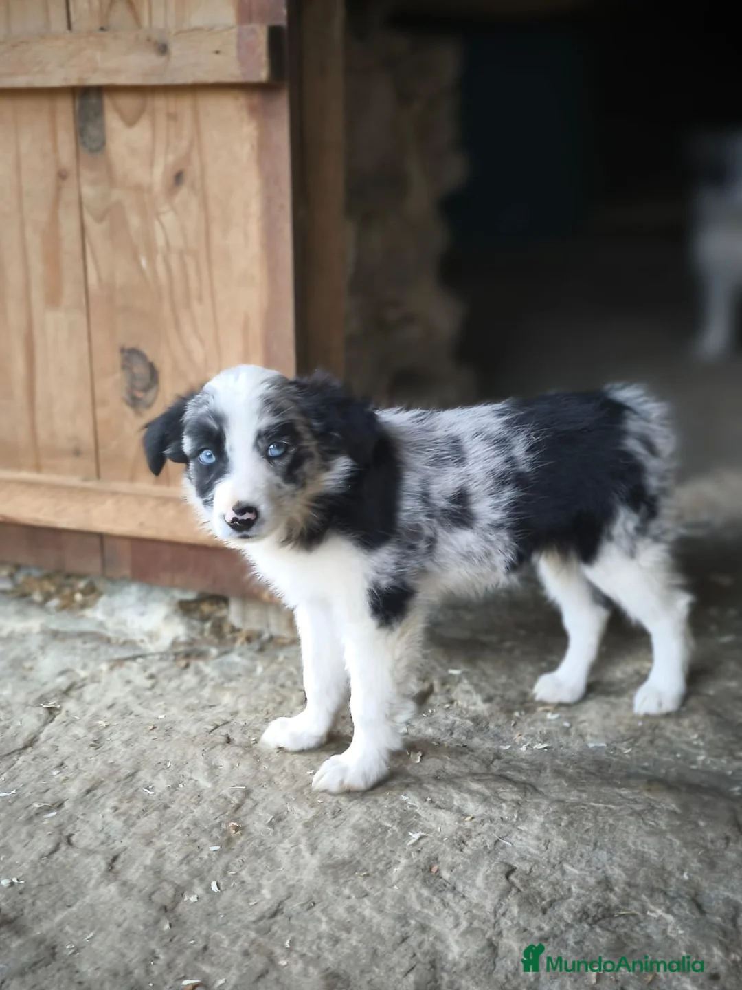 Border Collie perros en venta: Cachorros border collie! - Anuncio 2