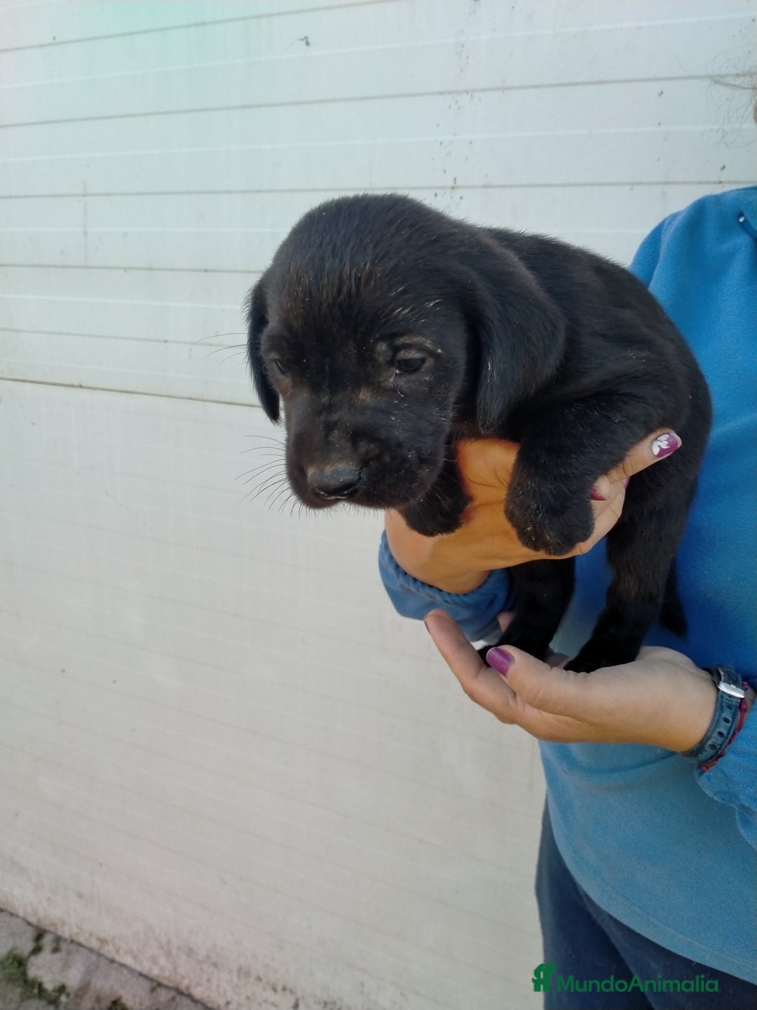 Labrador Retriever perros en venta: Cachorritos de labrador - Anuncio 4