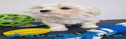 Bichón Habanero perros en venta: Bichon Habanero Macho de Kyi y Nis 1848-AQUANATURA en Barcelona - Anuncio 1