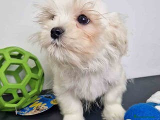 Bichón Habanero perros Bichon Habanero Macho de Kyi y Nis 1848-AQUANATURA en Barcelona - Anuncio 26