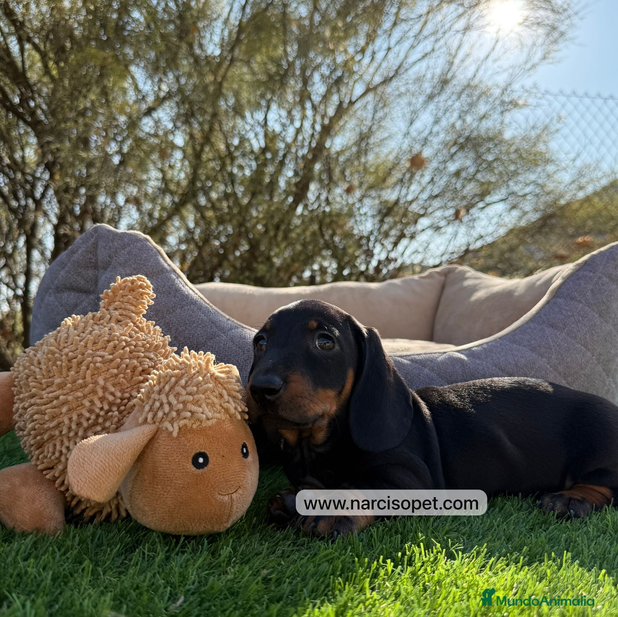 Teckel Miniatura perros TECKEL DISPONIBLES - Anuncio 2