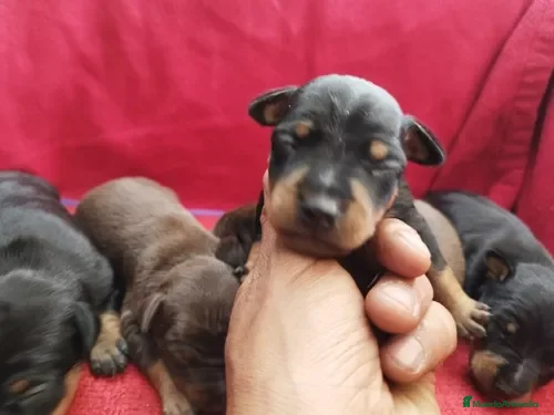 Pinscher Miniatura perros Pinscher toda España  - Anuncio 2
