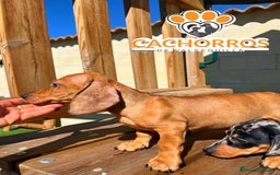 Teckel perros en venta: Teckel standar  - Imagen 4