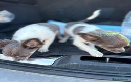 Chihuahua perros en venta: Chihuahuas pelo largo blanco blue - Imagen 5