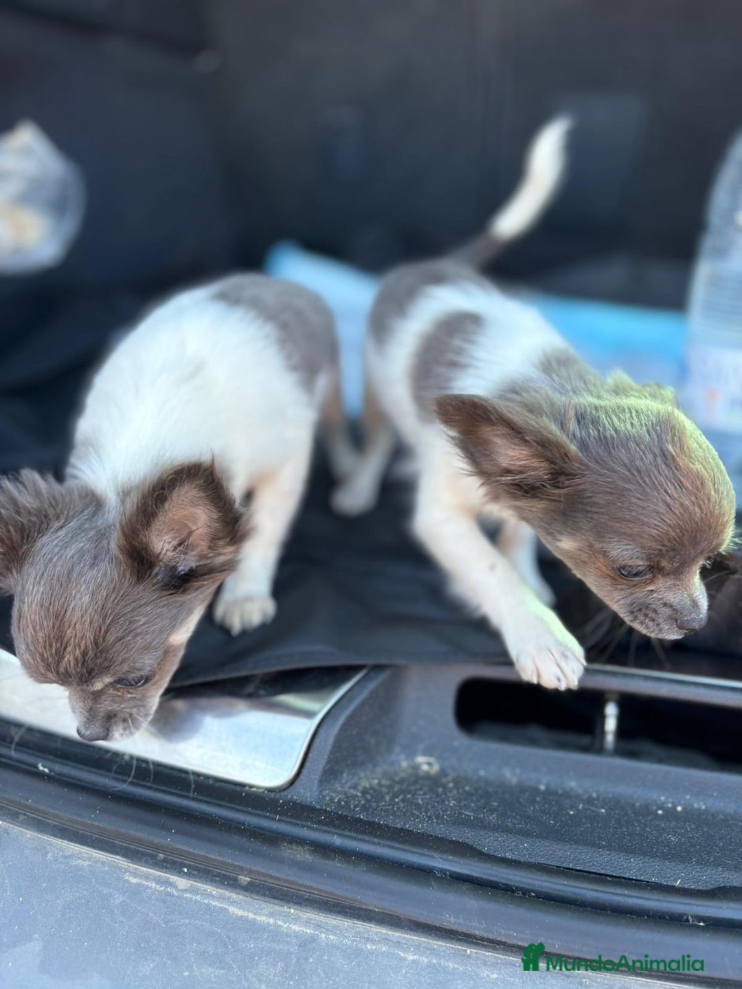 Chihuahua perros en venta: Chihuahuas pelo largo blanco blue - Imagen 5