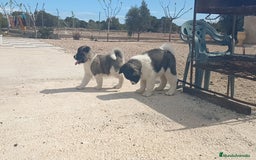 Akita Americano perros en venta: Akita americano  en Alicante - Imagen 1