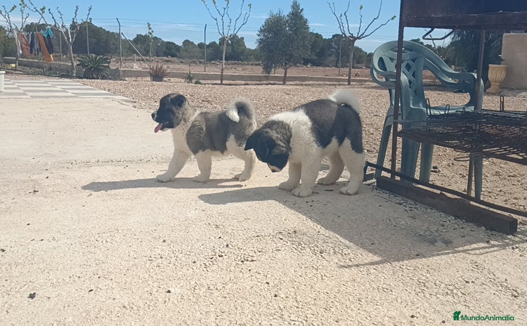 Akita Americano perros en Alicante - Anuncio 9