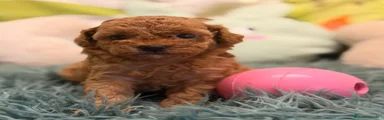 Caniche Toy 4