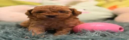 Caniche Toy perros en venta: CANICHE TOY LAS MEJORES LÍNEAS  - Anuncio 3