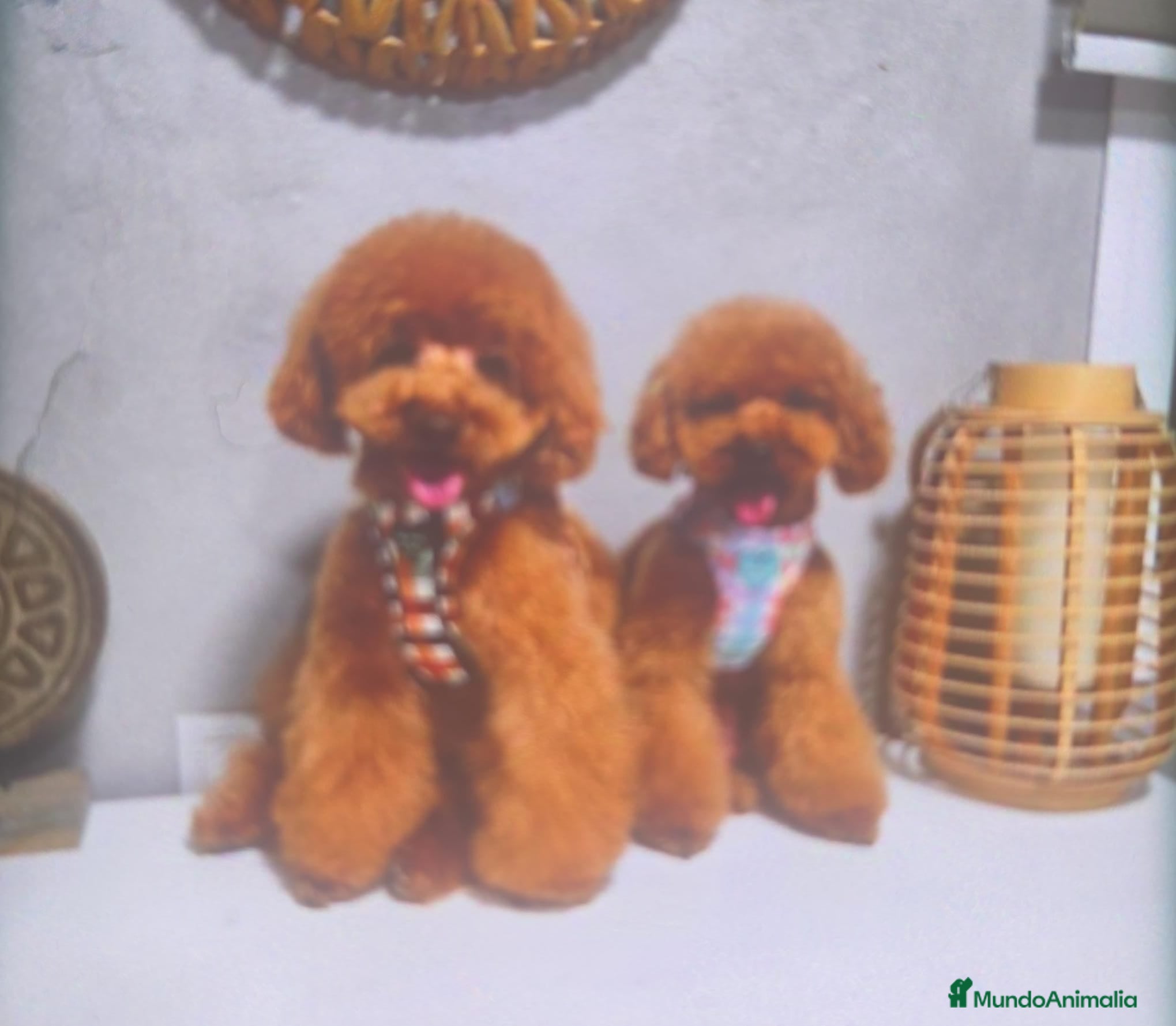 Caniche Toy perros Machos y hembras de caniche toy rojo y apricot - Anuncio 1