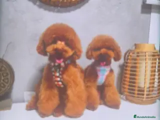 Caniche Toy perros Machos y hembras de caniche toy rojo y apricot - Anuncio 1