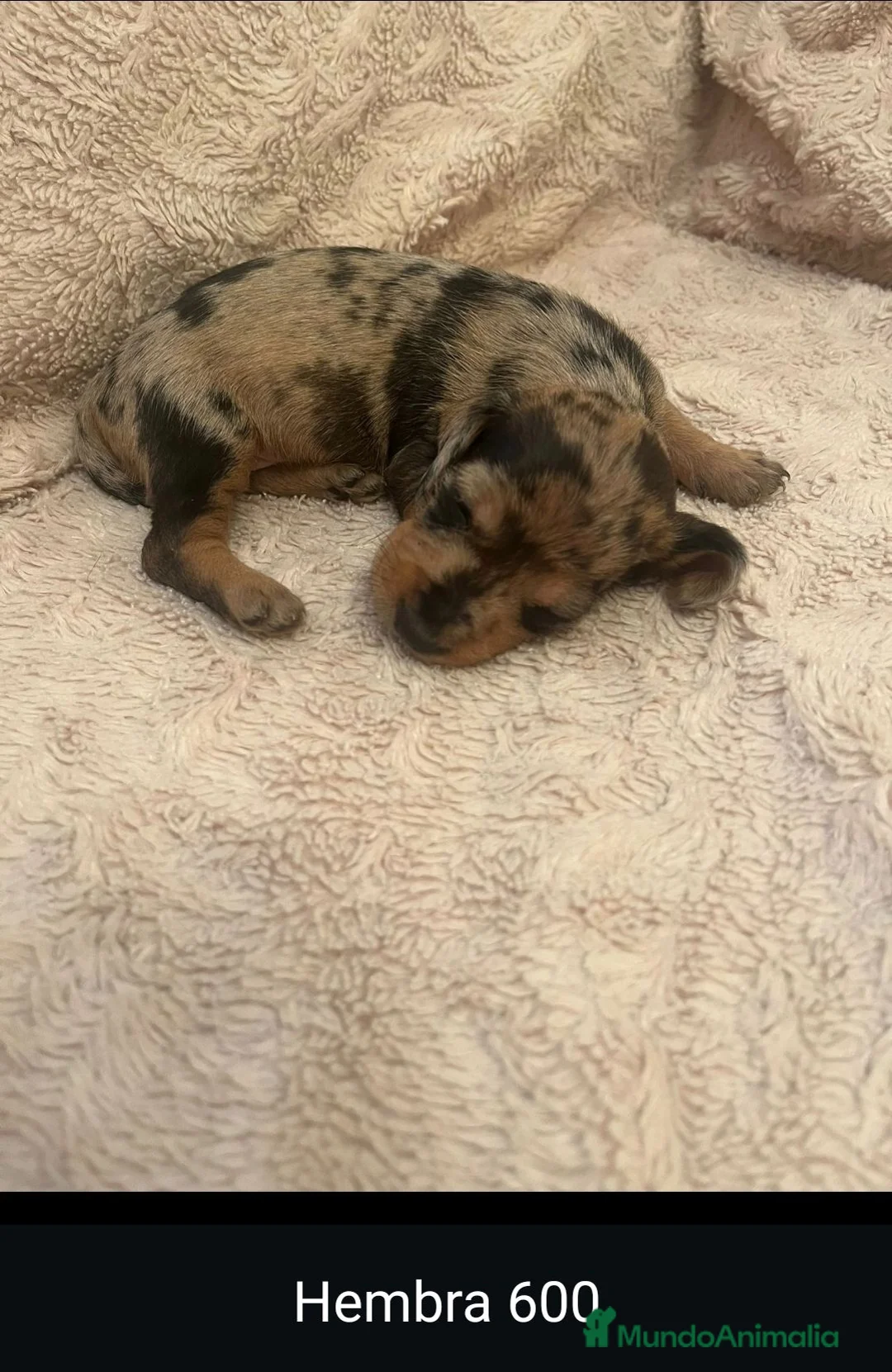 Teckel perros en venta: Teckel de máxima calidad  - Anuncio 2