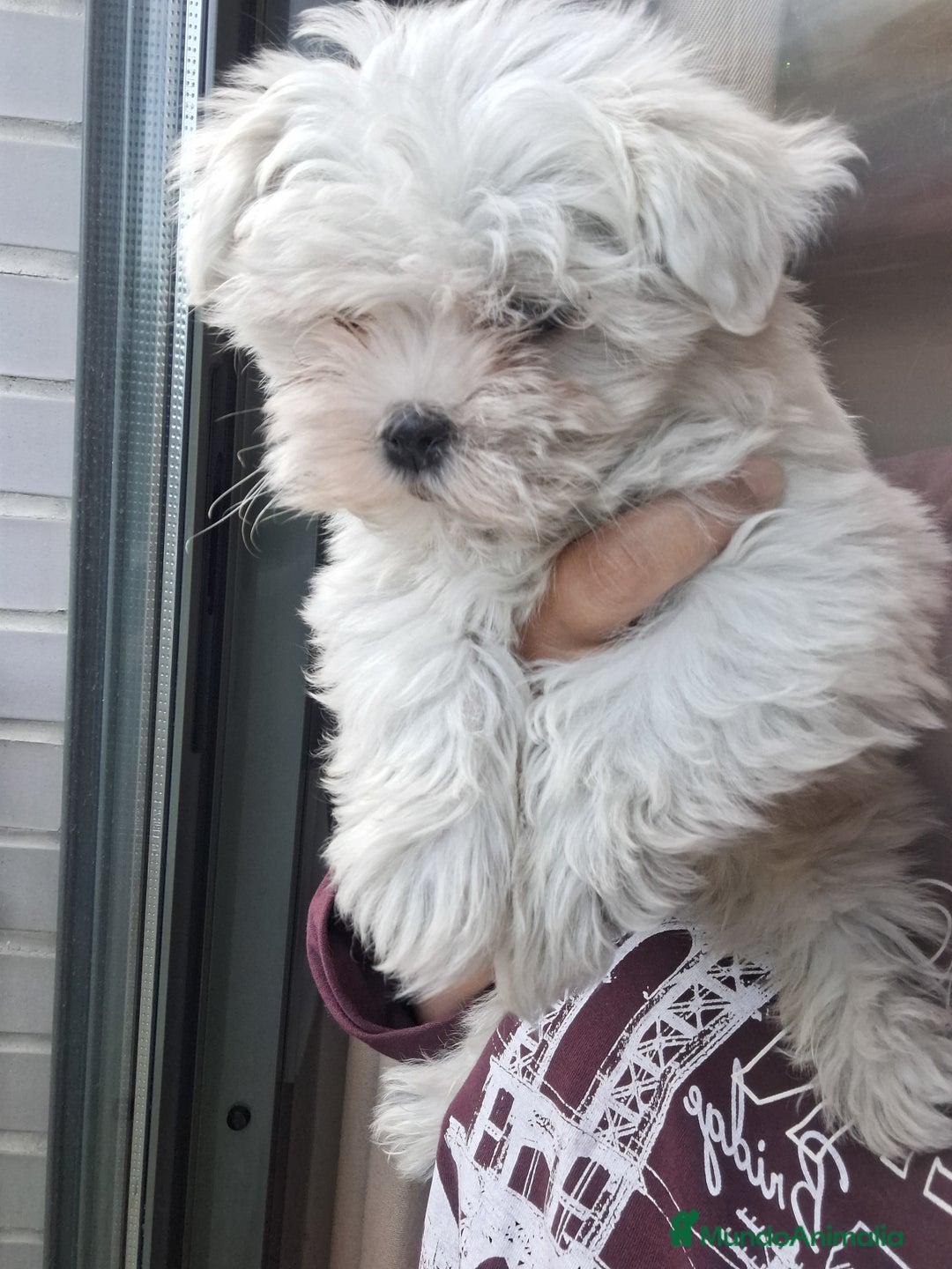 Bichón Maltés perros en venta: Bichón maltés  - Anuncio 4