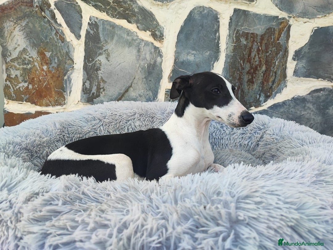 Whippet perros en venta: WHIPPET MACHO - Anuncio 4