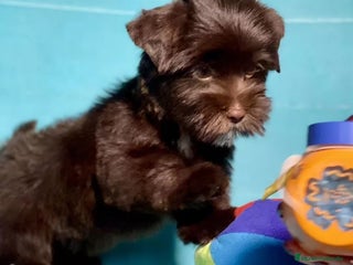 Raza Mixta perros - Anuncio 28