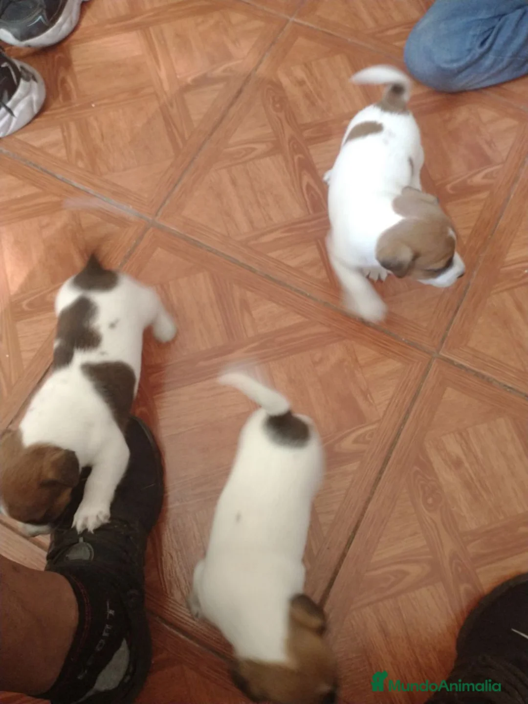 Jack Russell Terrier perros en venta: Cachorros Jack Russell criados en familia - Anuncio 3