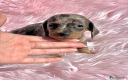 Teckel Miniatura perros en venta: Teckel Kaninchen arlequín - Imagen 4