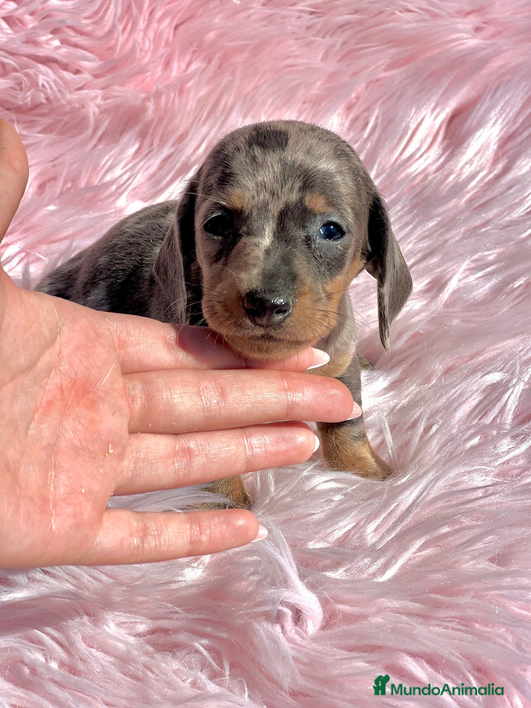 Teckel Miniatura perros en venta: Teckel Kaninchen arlequín - Imagen 4