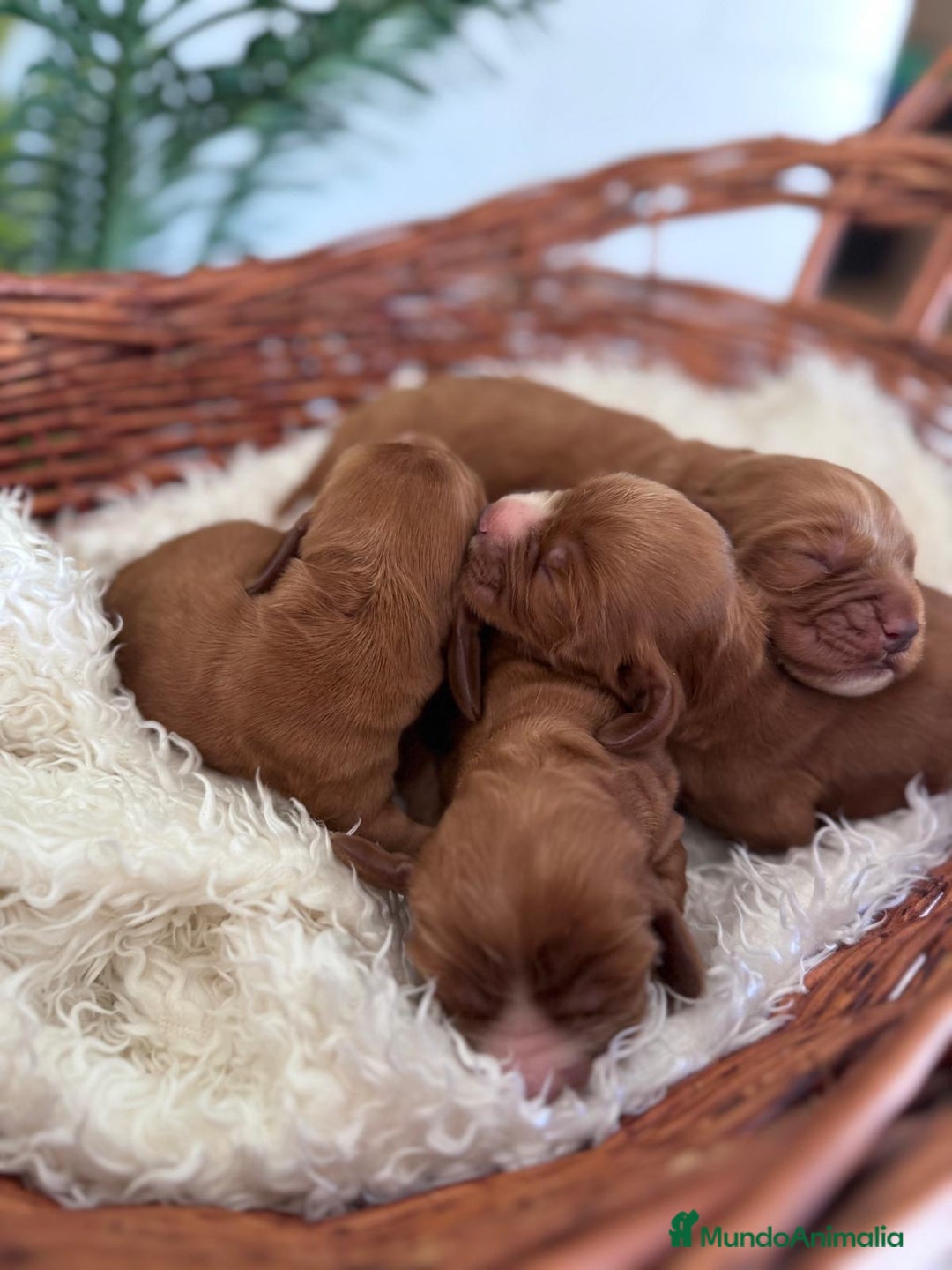 Cocker Spaniel Inglés perros en venta: COCKER SPANIEL INGLES - Imagen 4