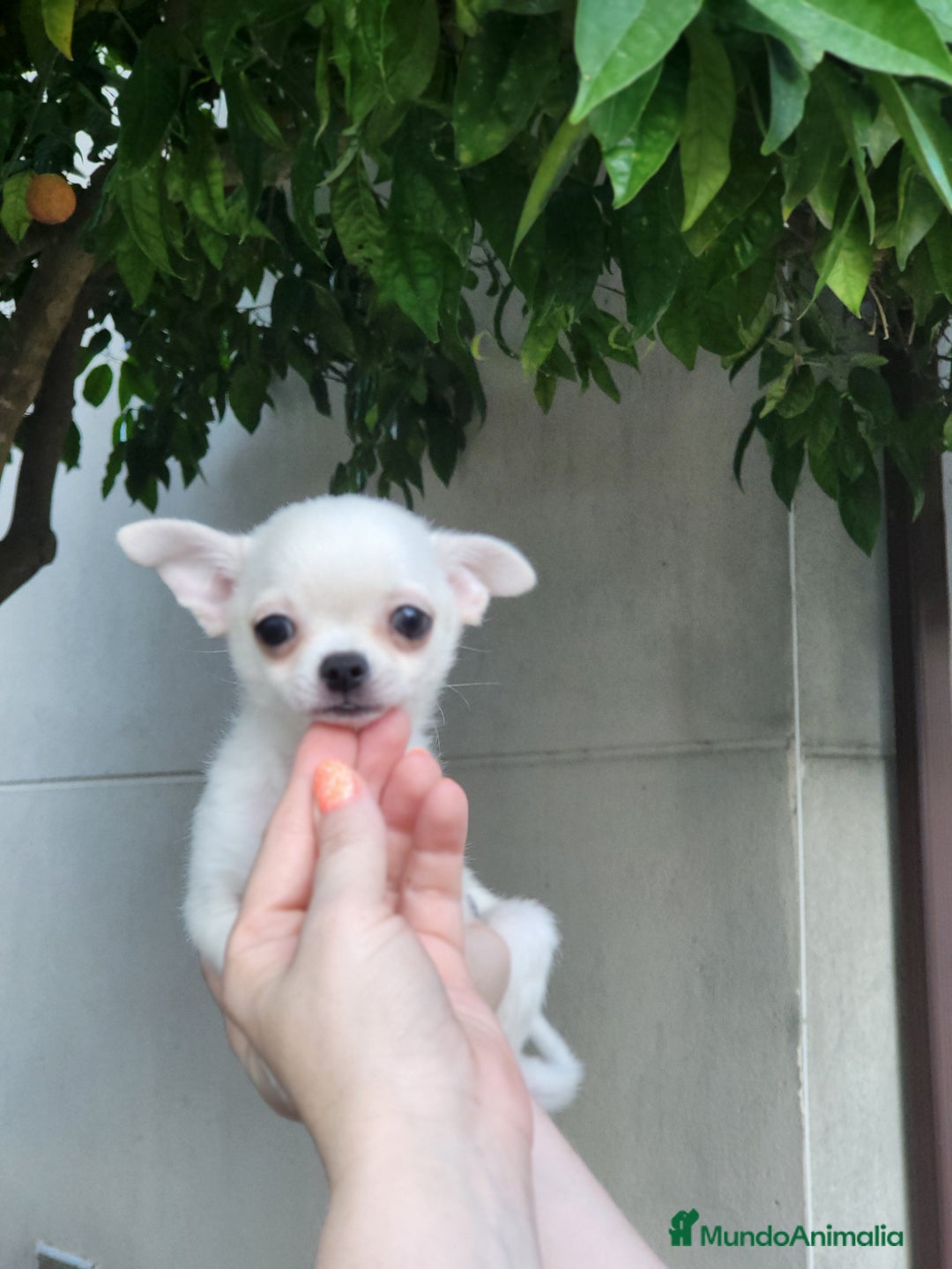 Pomchi perros en venta: Cachorritos toy - Imagen 3