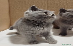 Británico de Pelo Corto Azul gatos en venta: British Shorthair  - Imagen 11