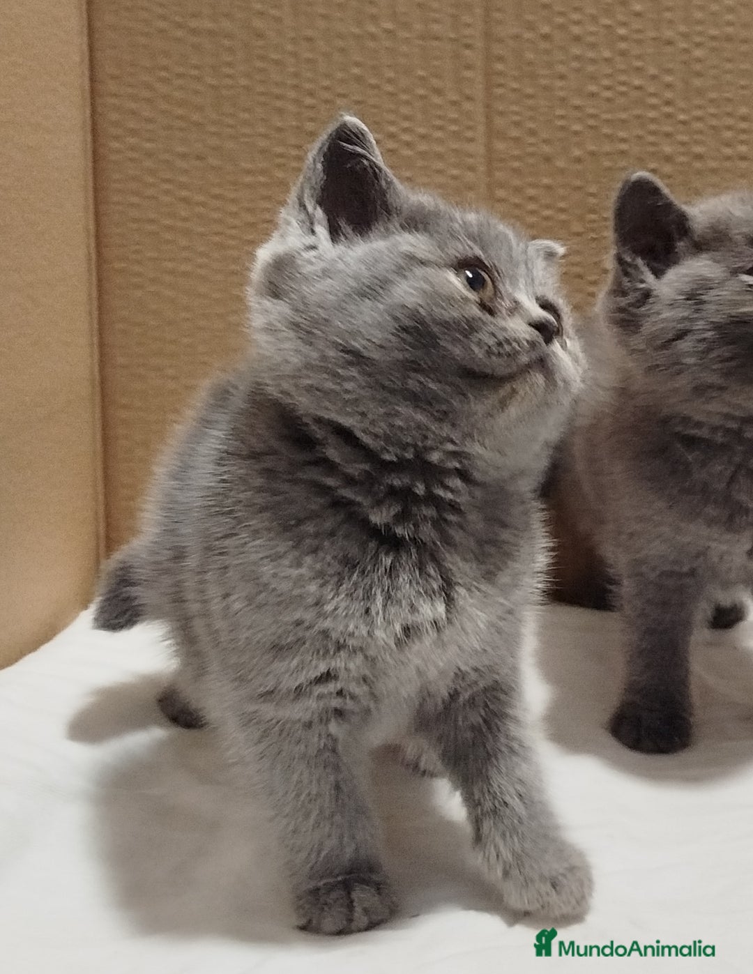 Británico de Pelo Corto Azul gatos en venta: British Shorthair  - Imagen 11