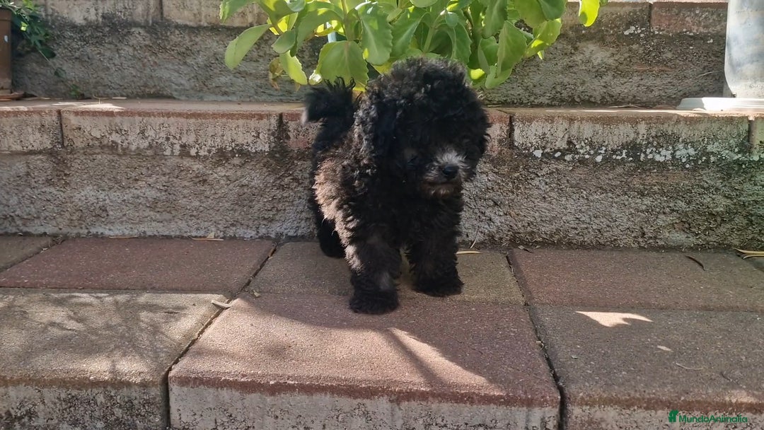 Caniche Enano perros en venta: Caniches enanos color plata - Imagen 4