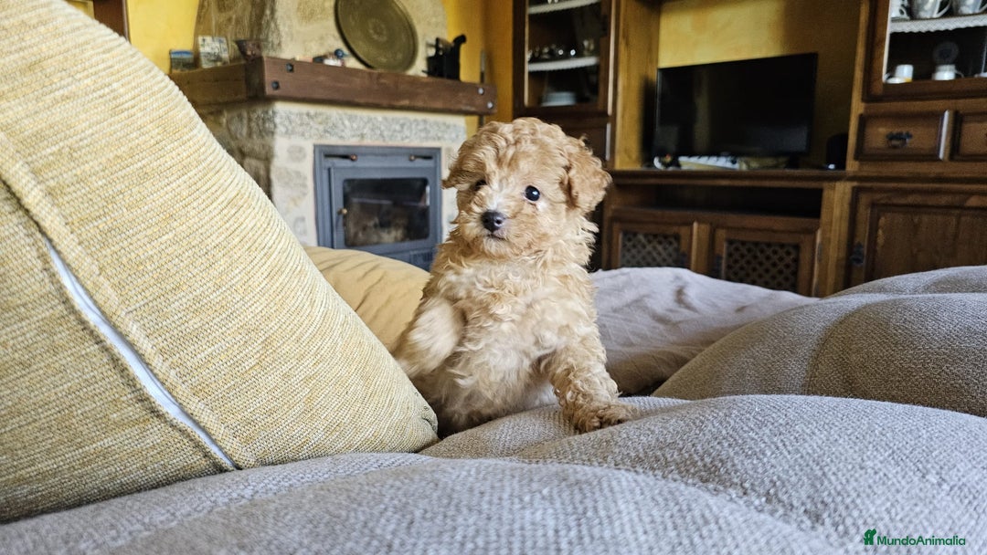 Caniche Toy perros en venta: Caniche toy - Imagen 2