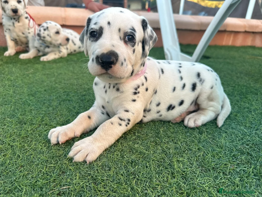 Dálmata perros en venta: Preciosos Cachorros Dálmata Super Amorosos - Anuncio 2