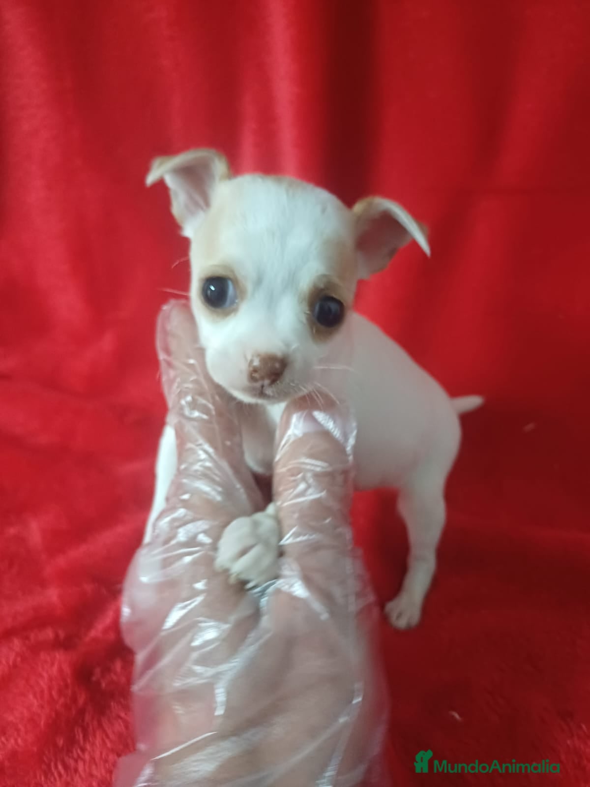 Chihuahua perros Chihuahua Mini  - Anuncio 2