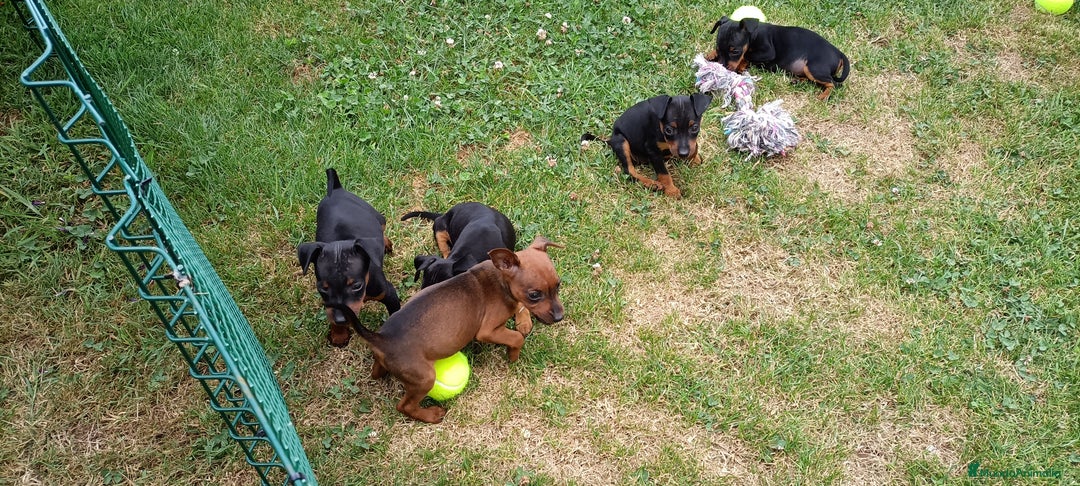 Pinscher Miniatura perros en venta: Pinscher Miniatura  - Imagen 5