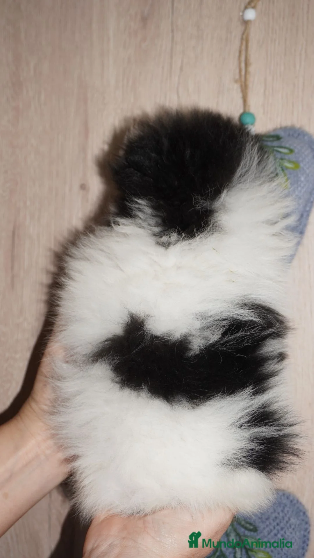 Pomerania perros en venta: Pomerania miniatura  - Anuncio 3