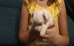 Bichón Maltés perros en venta: Bichón Maltés Toy  - Imagen 2