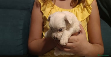 Bichón Maltés perros - Anuncio 4