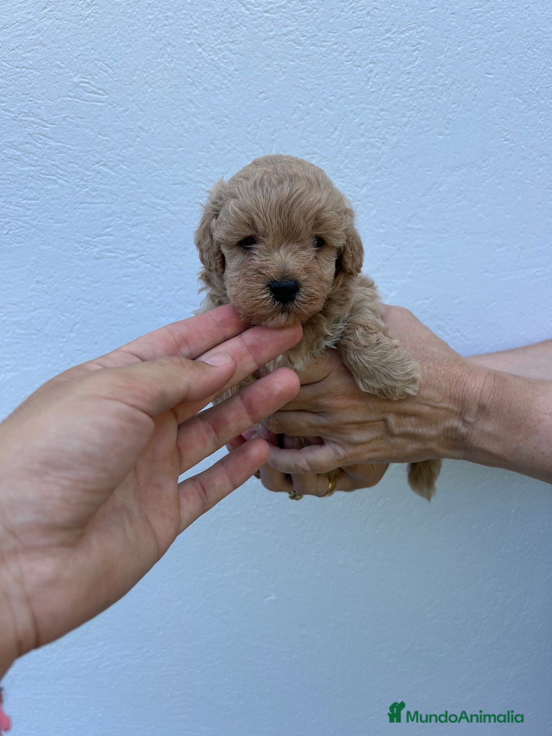 Maltipoo perros en venta: maltipoo  - Anuncio 4