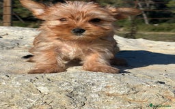 Yorkshire Terrier perros en venta: yorkshire rubia - Imagen 5
