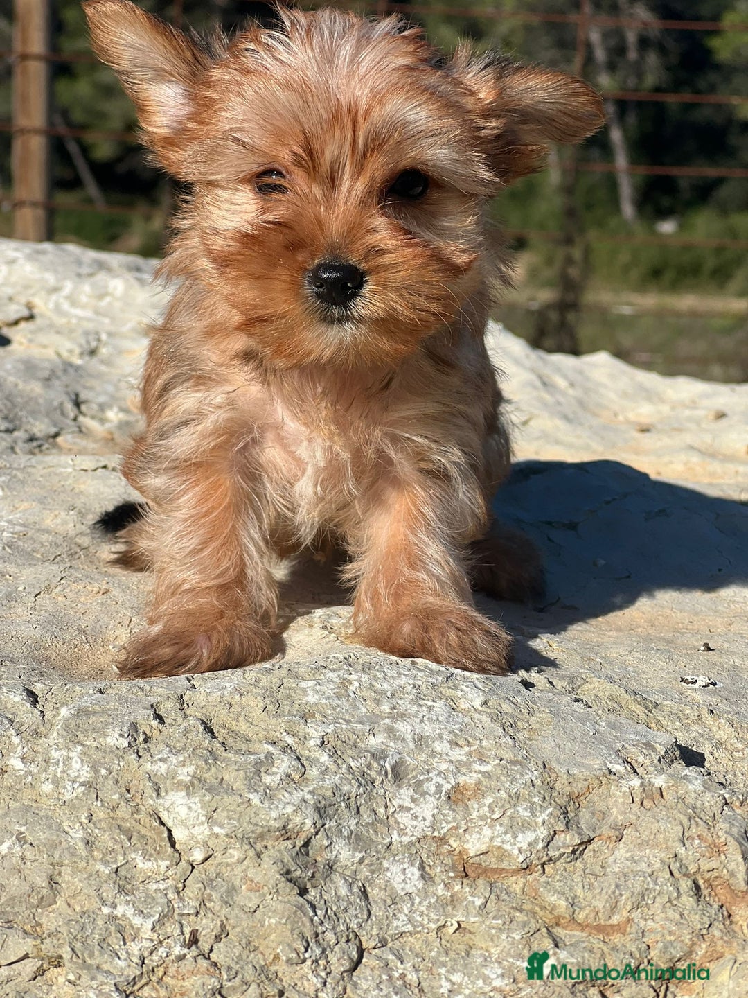 Yorkshire Terrier perros en venta: yorkshire rubia - Imagen 5