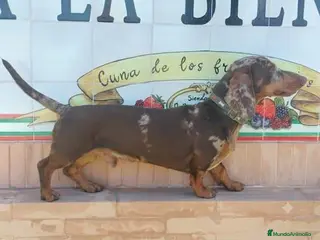 Teckel Miniatura perros Teckels Miniaturas de calidad - Anuncio 1