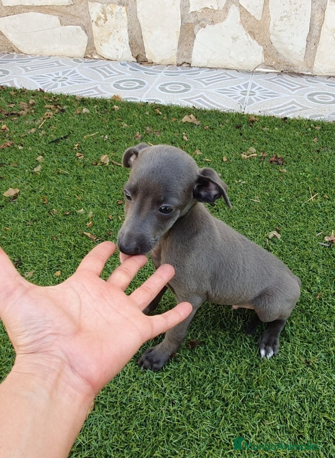 Pequeño Lebrel Italiano perros Galgo Italianos Blue - Anuncio 1