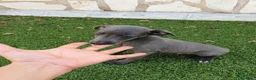 Pequeño Lebrel Italiano perros en venta: Galgo Italianos Blue - Anuncio 1