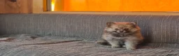 Pomerania perros en venta: ¡Amor en miniatura! - Anuncio 3