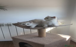 Británico de Pelo Corto gatos en venta: British Silver Chinchilla  - Imagen 9