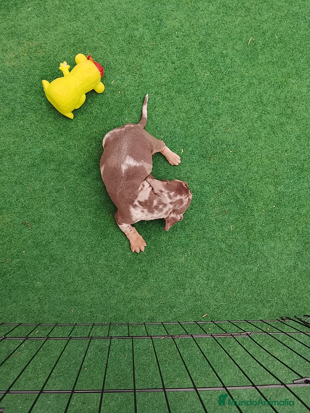 Teckel perros en venta: Cachorros de teckel  - Anuncio 6