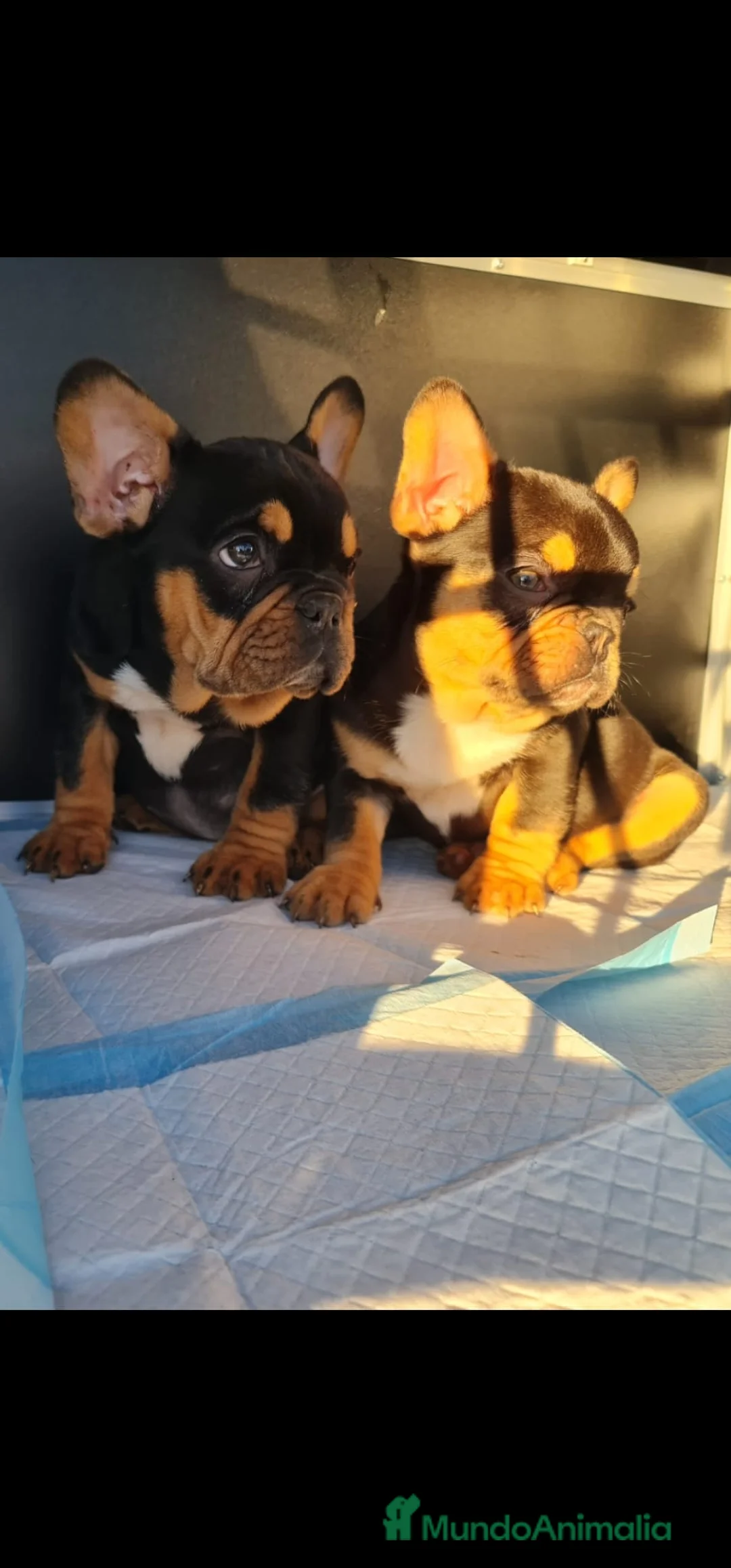 Bulldog Francés perros en venta: Bulldog Francés exóticos hembra en adopción - Anuncio 2