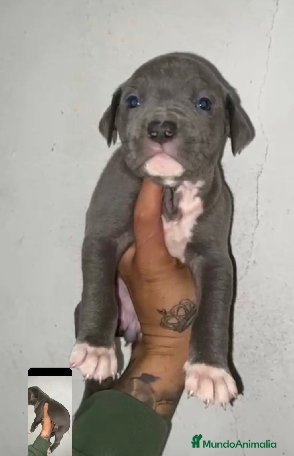 American Pit Bull Terrier perros PIT BULL TERRIER. - Anuncio 11