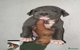 American Pit Bull Terrier perros en venta: PIT BULL TERRIER. - Imagen 1