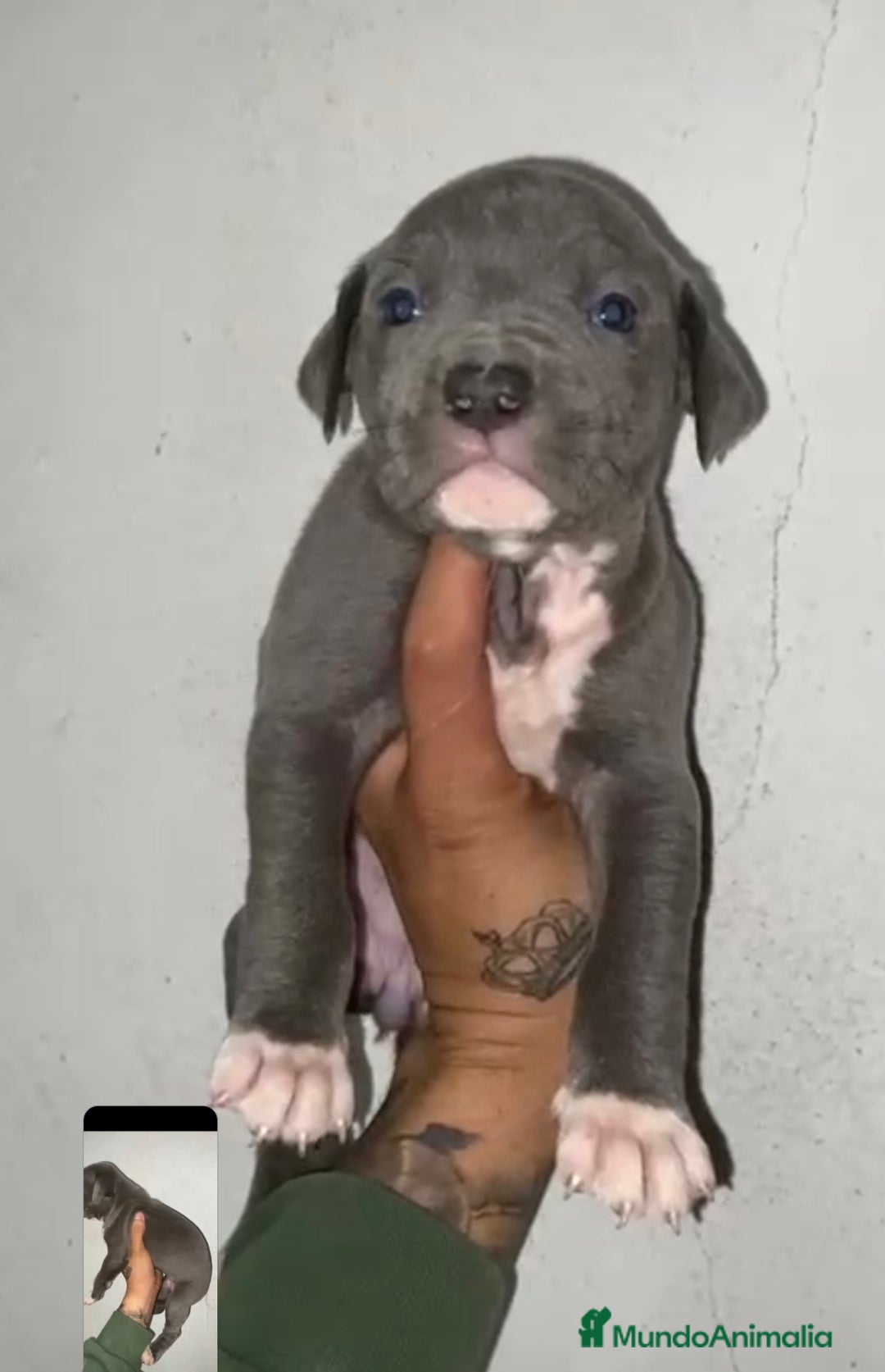 American Pit Bull Terrier perros en venta: PIT BULL TERRIER. - Imagen 1