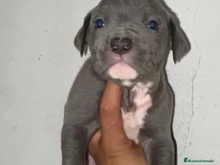 American Pit Bull Terrier perros - Anuncio 2