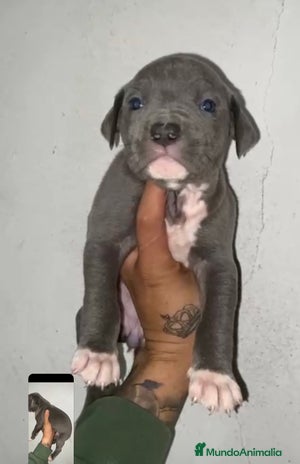 American Pit Bull Terrier perros PIT BULL TERRIER. - Anuncio 2
